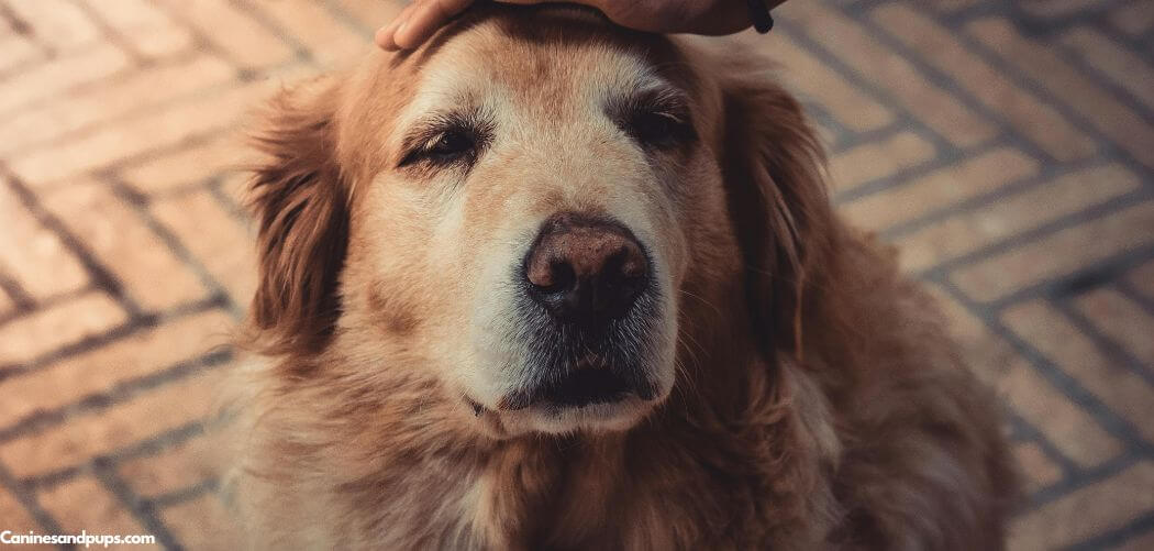 Dog Head Tilt And Shaking