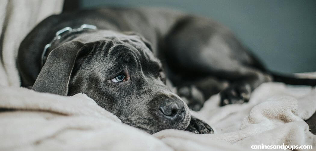 Dog Lethargic in Hot Weather