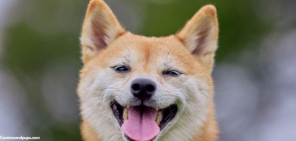 Dog Panting in Hot Weather