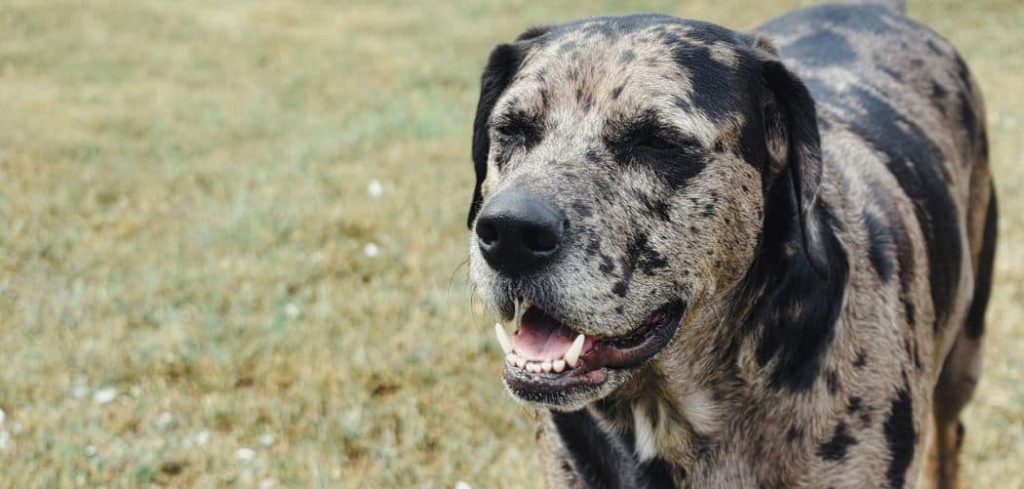 Old Dog Erratic Behavior