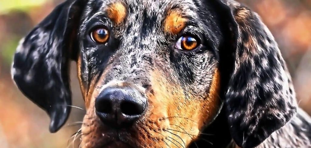 Old Dog Sudden Change in Behavior