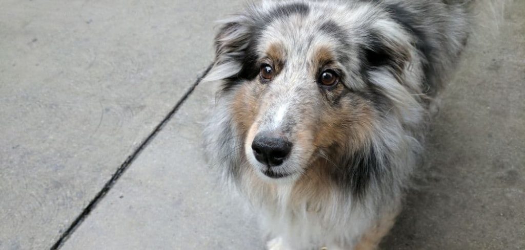 dog limping in cold weather