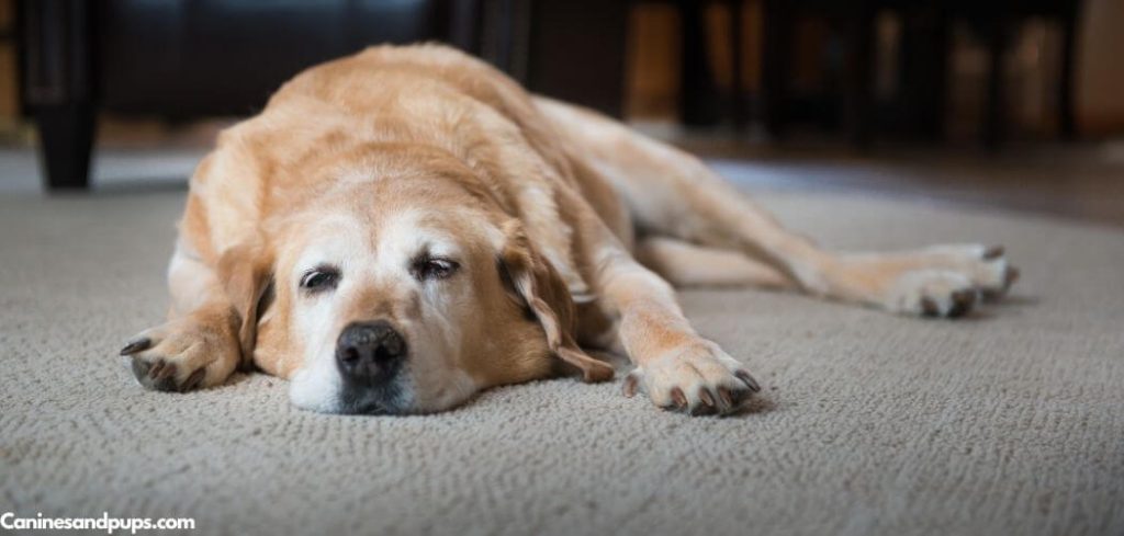Dog Being Sick