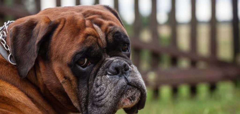 Dog Being Sick On and Off for a Week