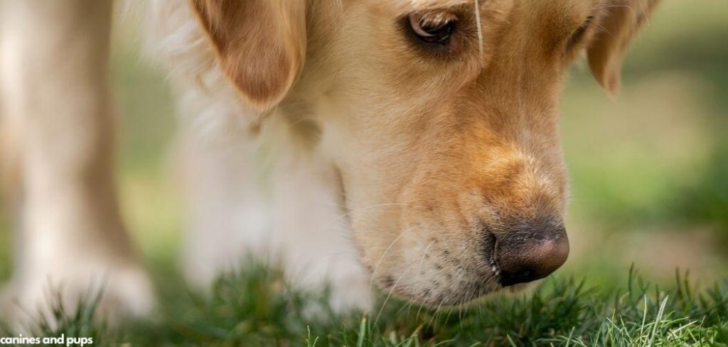 Dog Being Sick and Eating Grass
