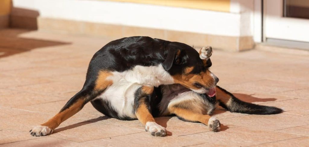 Dog Being Sick and Licking Bum