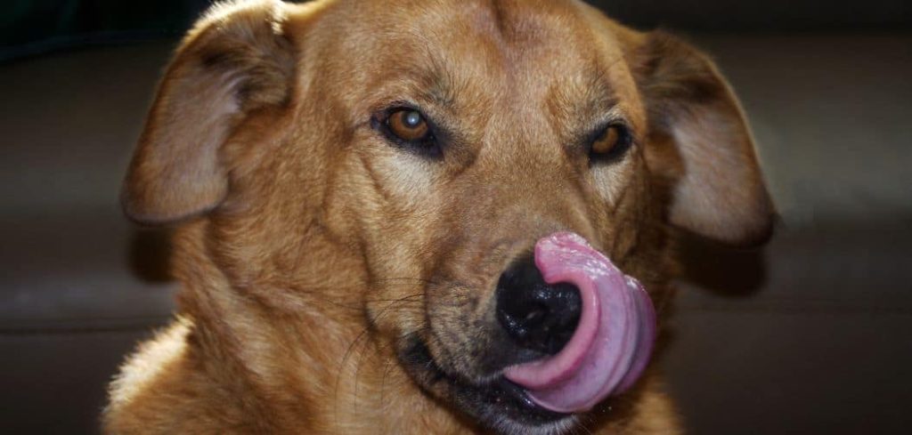 Dog Being Sick and Licking Lips