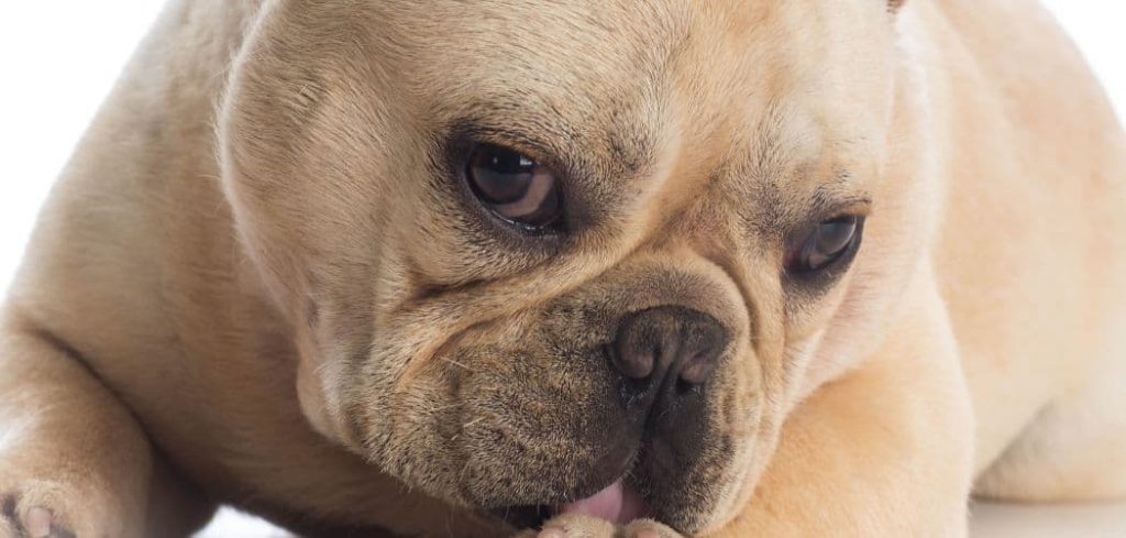 Dog Being Sick and Licking Paws