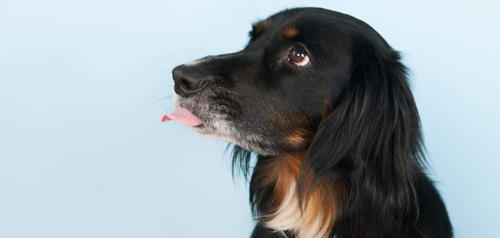 Dog Being Sick and Licking the Floor