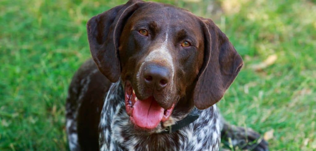 Dog Being Sick with No Other Symptoms