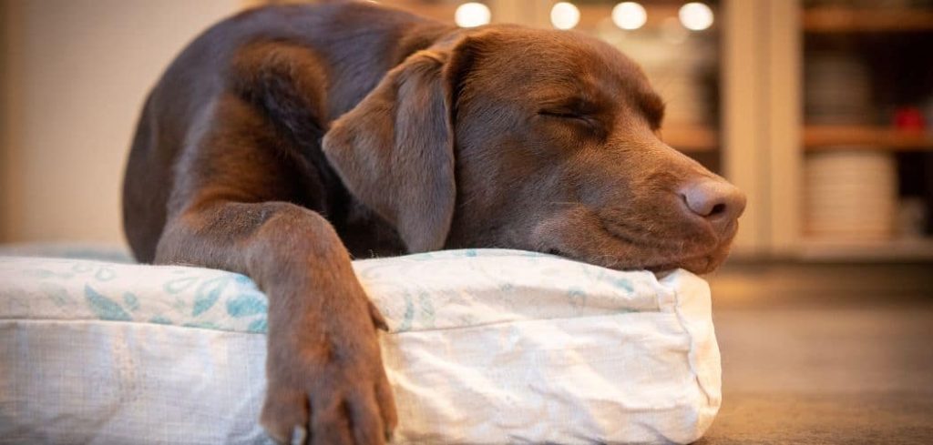 Dog Breathing Before Death