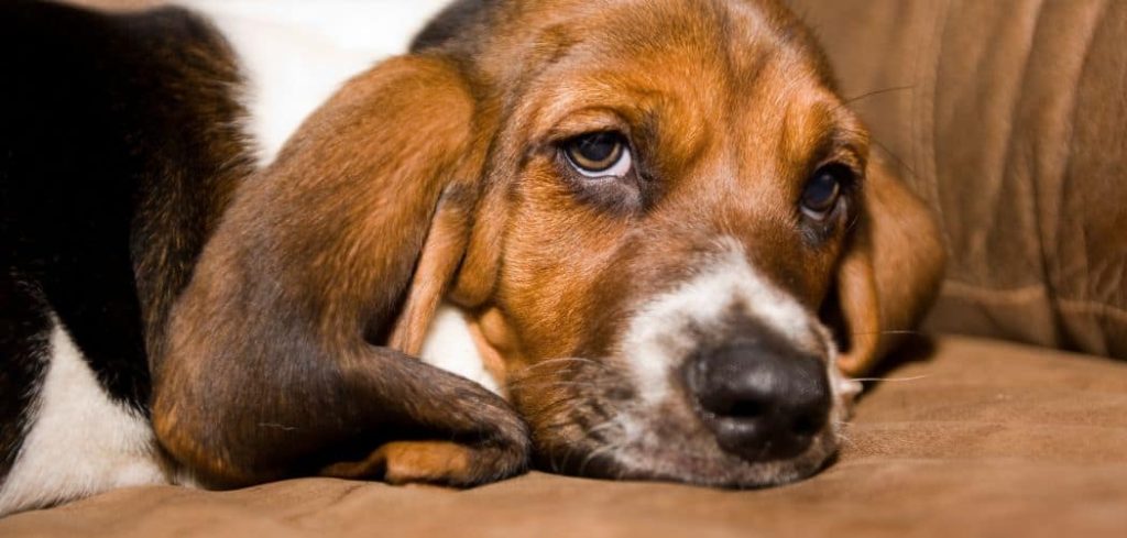 Dog Diarrhea and Vomiting After Eating Chocolate
