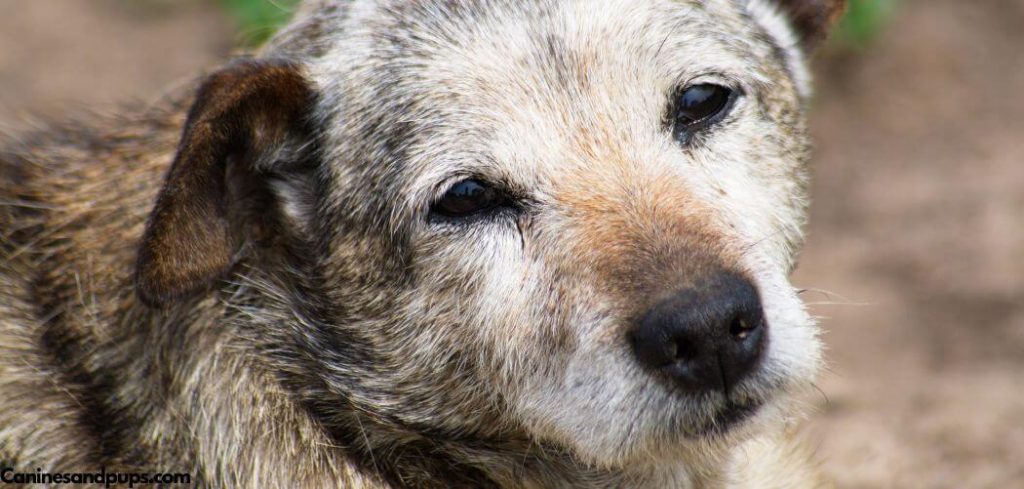Dog Farts Smell Like Death