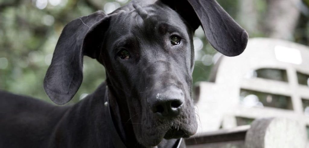 Dog Has Diarrhea and Vomiting After Eating Bone