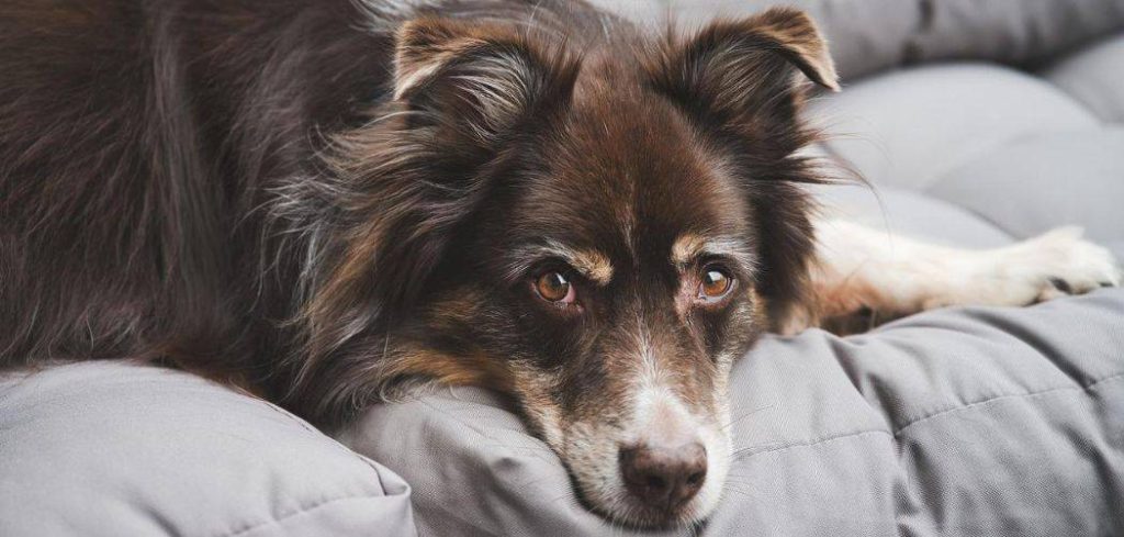 Dog Is Weak and Not Eating or Drinking