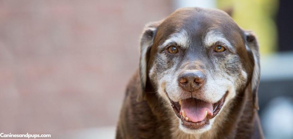 Dog Licking Lips and Blinking Eyes