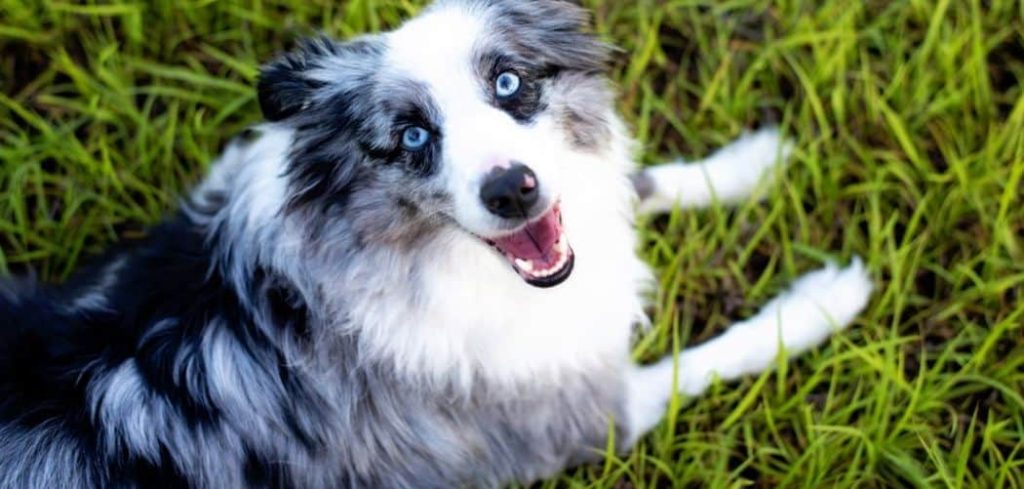 Dog Limping After Running but Still Running