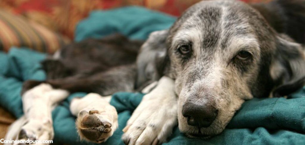 Dog Limping on Front Leg Intermittently