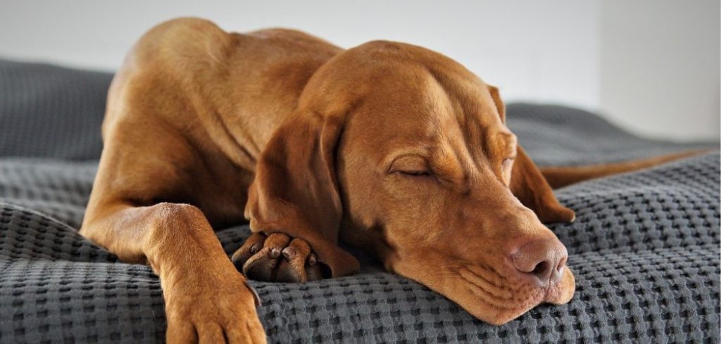 Dog Panting and Shaking Every Night