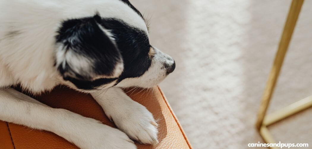 Dog Shaking and Crying When Picked Up