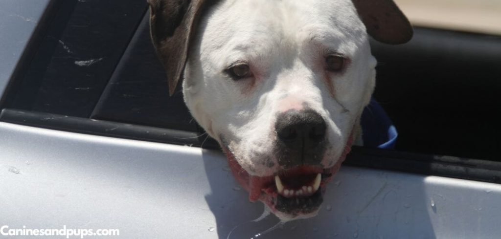 Dog Suddenly Scared in Car