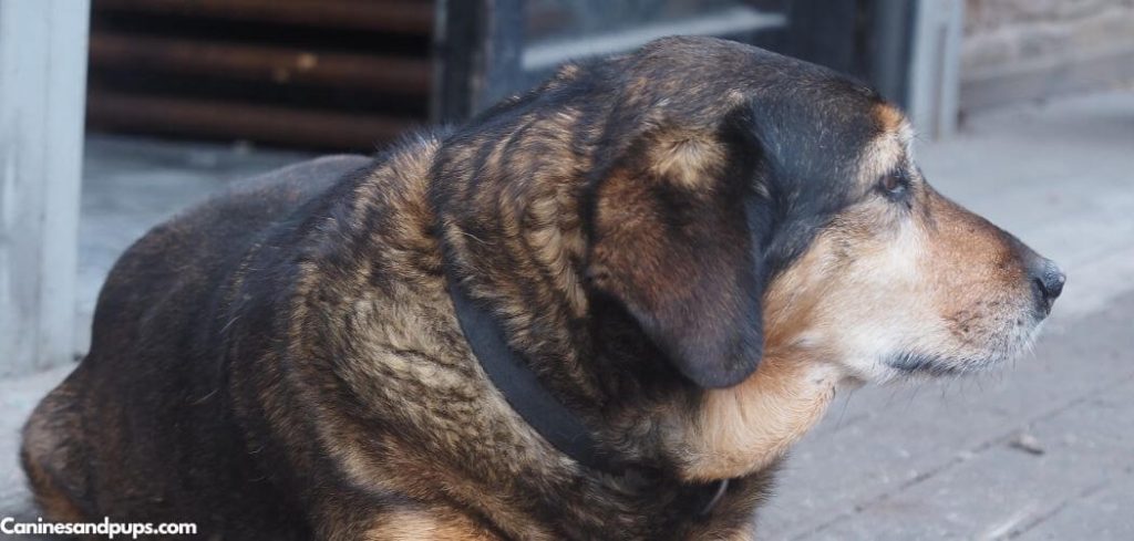 Dog skin turning black losing hair and itching