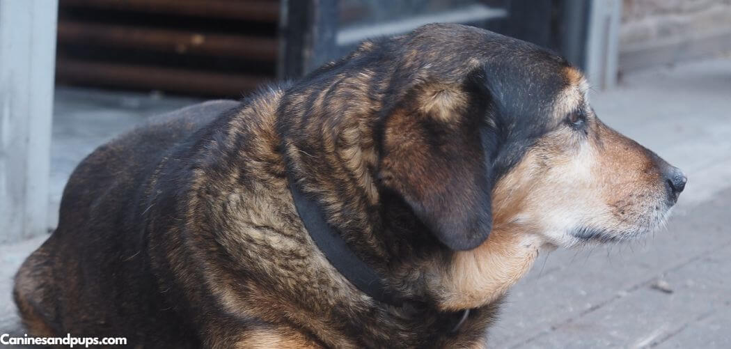 Dog skin turning black losing hair and itching