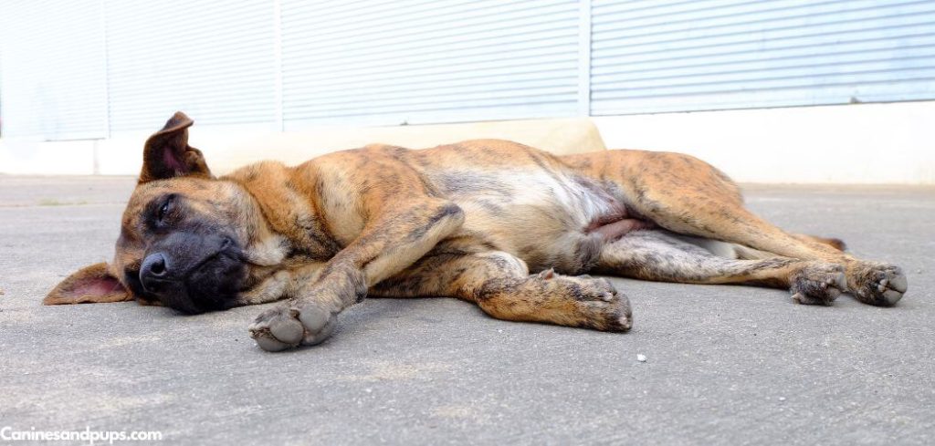 Old Dog Back Legs Collapsing and Incontinence