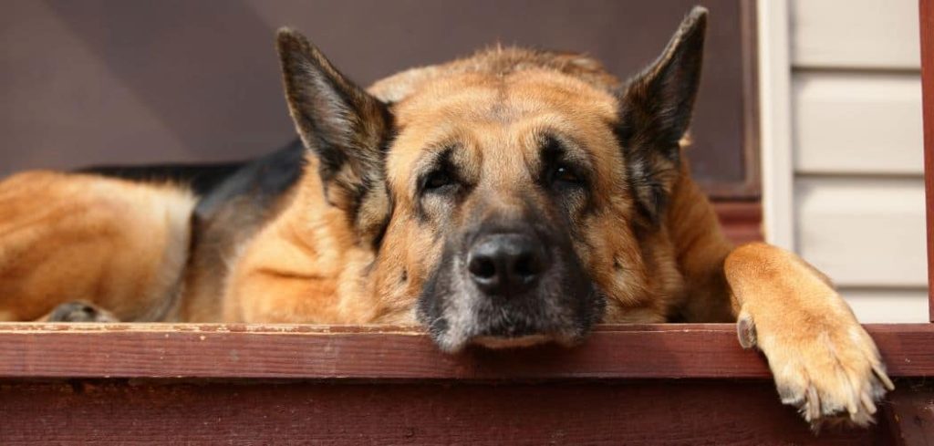 Old Dog Back Legs Splayed Out and Shaking