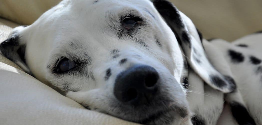 Old Dog Being Sick