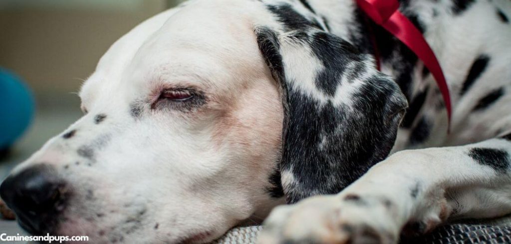 Old Dog Collapsed and Peed