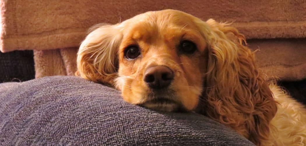 Old Dog Coughing Due to Allergies