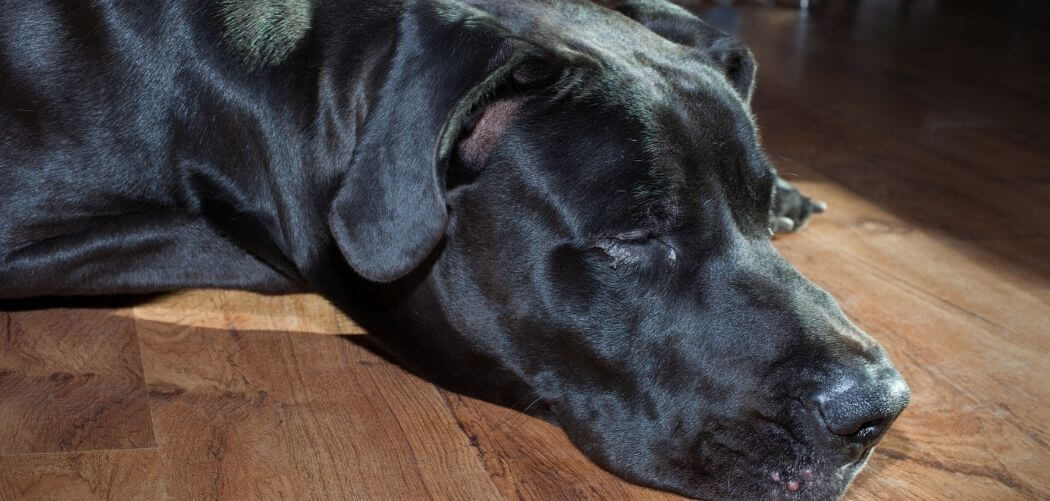 Old Dog Drooling and Foaming at the Mouth