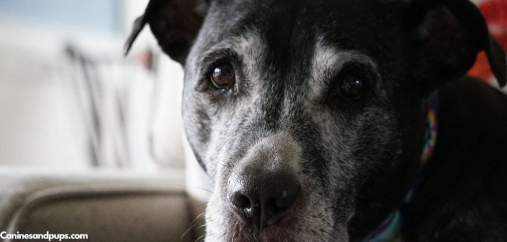 Old Dog Losing Hair on Nose
