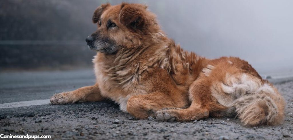Old Dog Pooping Black and Not Eating
