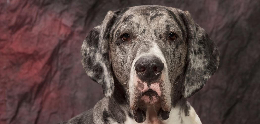 Persistent Cough in Older Dog
