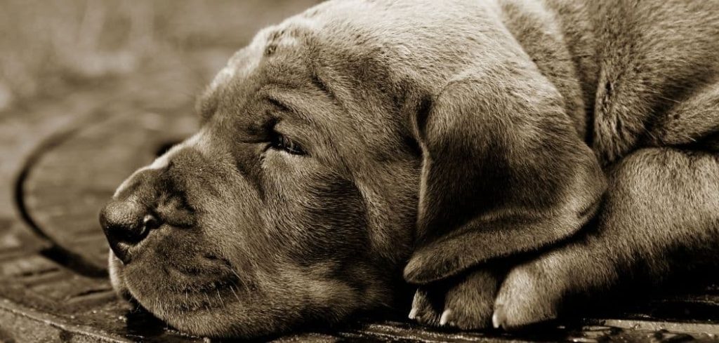 Puppy Diarrhea With Blood After Vaccine