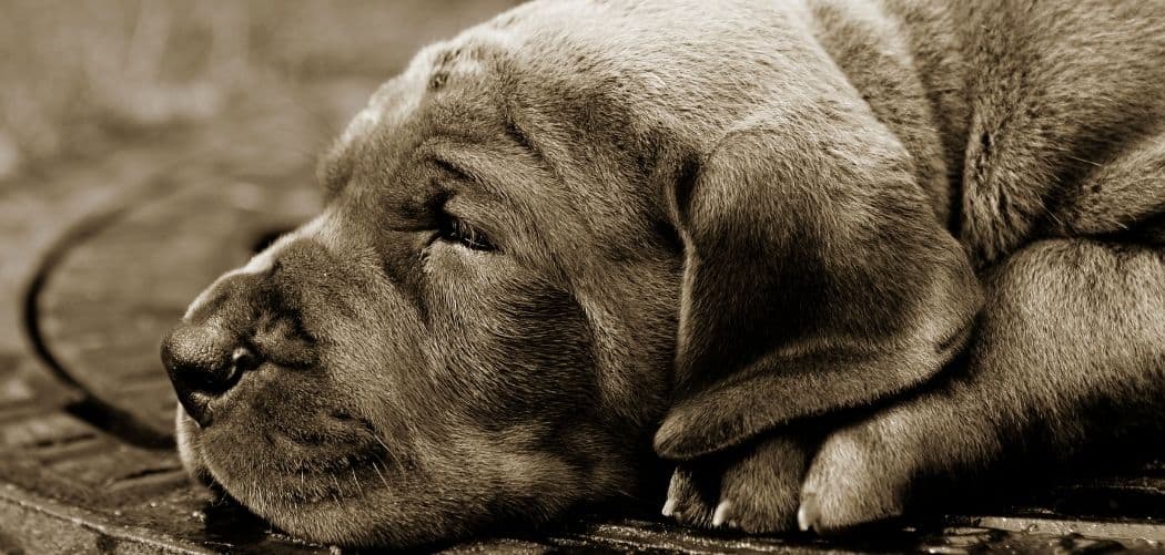 Puppy Diarrhea With Blood After Vaccine