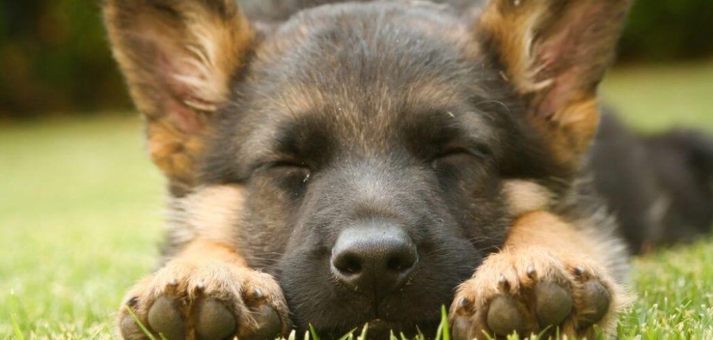 Puppy Limping and Not Eating
