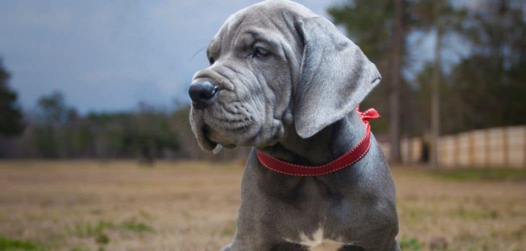 Puppy Only Throws Up at Night