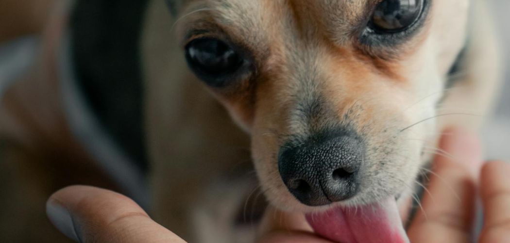 Senior Dog Licking Excessively at Night
