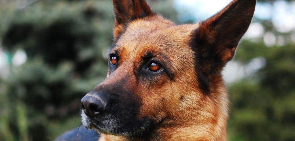 Senior Dog Limping After Running