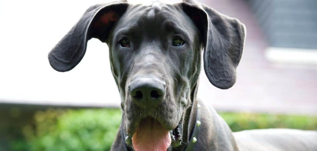 Senior Dog Pushing Food With Nose