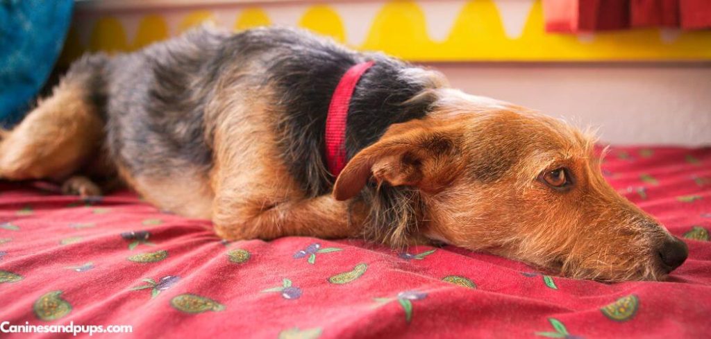 Sudden Stiffness in a Dog's Back Legs