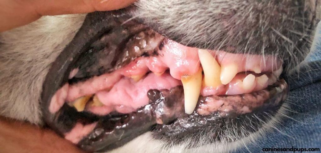 pale gums in dogs