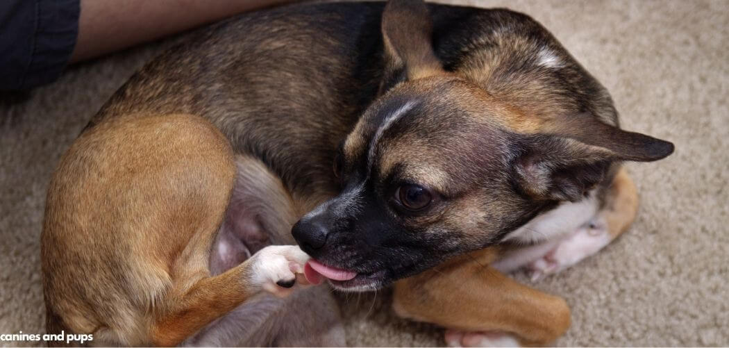 Dog Chewing Leg Suddenly