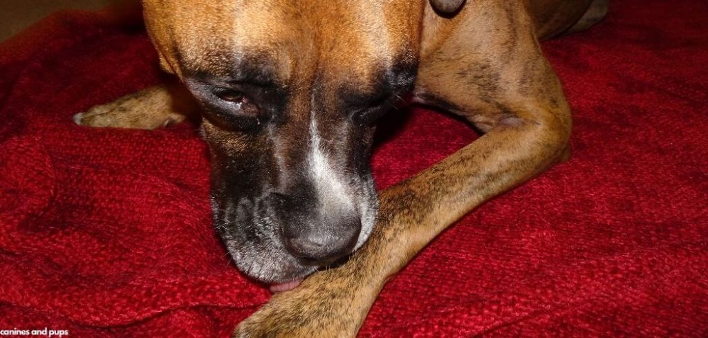 Dog Chewing on Dew Claw