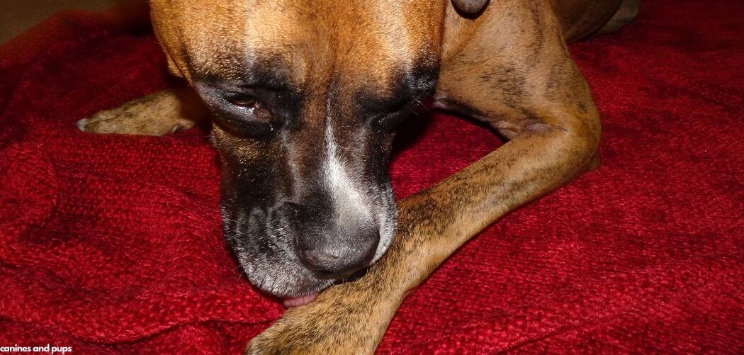 Dog Chewing on Dew Claw