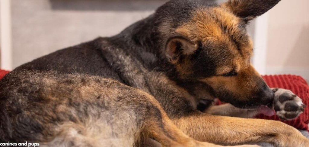 Dog Chewing on Nails