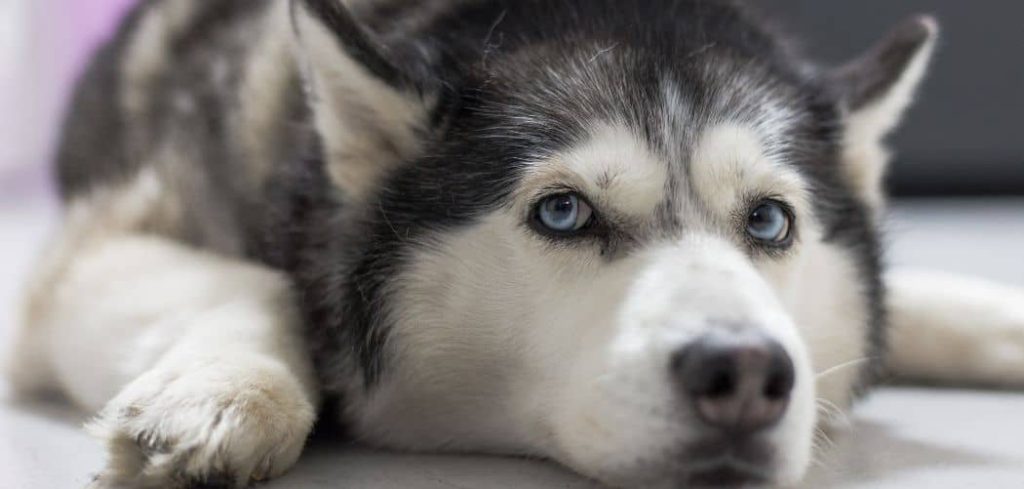 Dog Coughing Then Throwing Up White Foam
